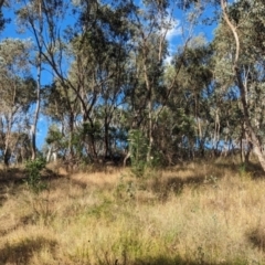 Cassinia longifolia at Eastern Hill Reserve - 15 Dec 2023