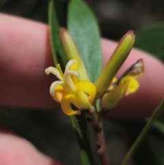 Persoonia silvatica (Forest Geebung) at Harolds Cross, NSW - 15 Dec 2023 by Csteele4