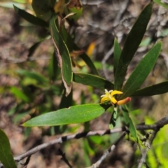 Persoonia silvatica at QPRC LGA - 15 Dec 2023 01:01 PM