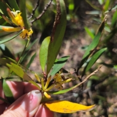 Persoonia silvatica at QPRC LGA - 15 Dec 2023 01:01 PM