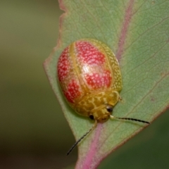 Paropsisterna fastidiosa (Eucalyptus leaf beetle) at Kuringa Woodlands - 14 Feb 2023 by AlisonMilton