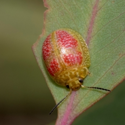 Paropsisterna fastidiosa (Eucalyptus leaf beetle) at Kuringa Woodlands - 14 Feb 2023 by AlisonMilton