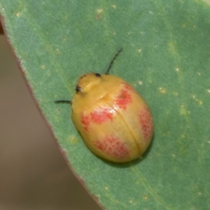 Paropsisterna fastidiosa at Kuringa Woodlands - 14 Feb 2023