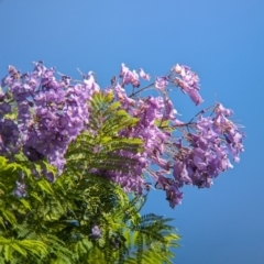 Jacaranda mimosifolia (Jacaranda) at Eastern Hill Reserve - 15 Dec 2023 by Darcy