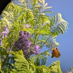 Jacaranda mimosifolia at Eastern Hill Reserve - 15 Dec 2023 06:13 PM