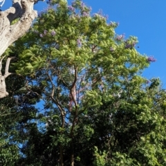 Jacaranda mimosifolia at Eastern Hill Reserve - 15 Dec 2023