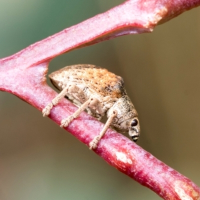 Gonipterus sp. (genus) (Eucalyptus Weevil) at Fraser, ACT - 14 Feb 2023 by AlisonMilton