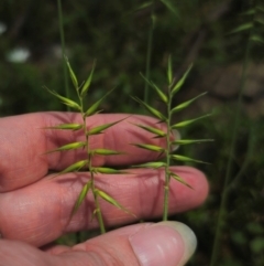 Australopyrum pectinatum (Comb Wheat Grass) at Tallaganda State Forest - 15 Dec 2023 by Csteele4