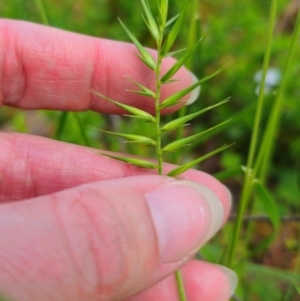 Australopyrum pectinatum at Tallaganda State Forest - 15 Dec 2023 01:37 PM