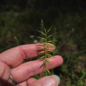 Australopyrum pectinatum at Tallaganda State Forest - 15 Dec 2023 01:37 PM