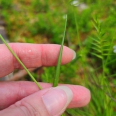 Australopyrum pectinatum at Tallaganda State Forest - 15 Dec 2023 01:37 PM