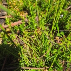 Australopyrum pectinatum at Tallaganda State Forest - 15 Dec 2023 01:37 PM