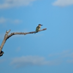 Todiramphus sanctus (Sacred Kingfisher) at East Albury, NSW - 15 Dec 2023 by Darcy