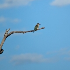 Todiramphus sanctus (Sacred Kingfisher) at Albury - 15 Dec 2023 by Darcy