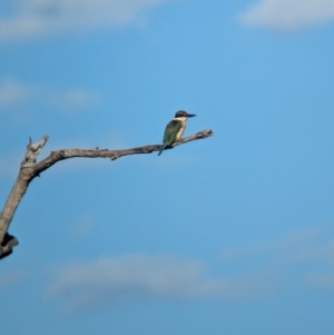 Todiramphus sanctus at Eastern Hill Reserve - 15 Dec 2023