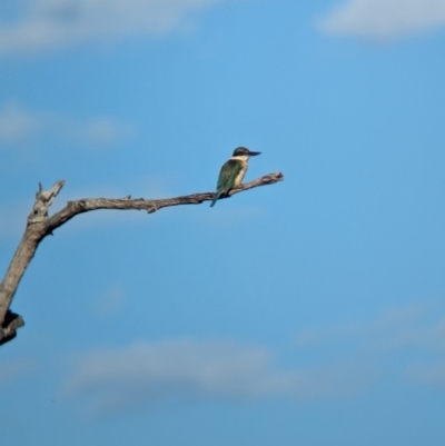 Todiramphus sanctus (Sacred Kingfisher) at Eastern Hill Reserve - 15 Dec 2023 by Darcy