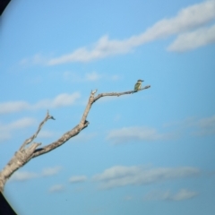 Todiramphus sanctus at Eastern Hill Reserve - 15 Dec 2023