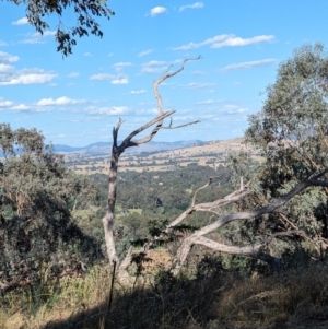 Todiramphus sanctus at Eastern Hill Reserve - 15 Dec 2023