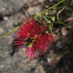 Callistemon subulatus (Dwarf Bottlebrush) at QPRC LGA - 15 Dec 2023 by Csteele4