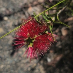 Callistemon subulatus at Captains Flat, NSW - 15 Dec 2023 by Csteele4