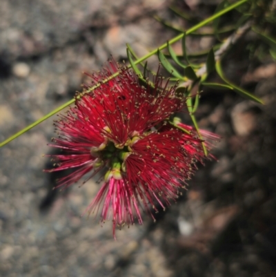 Callistemon subulatus (Dwarf Bottlebrush) at QPRC LGA - 15 Dec 2023 by Csteele4