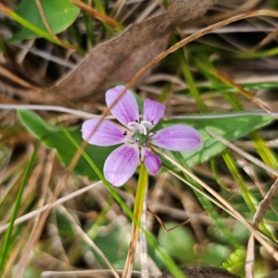 Schelhammera undulata (Lilac Lily) at Monga National Park - 15 Dec 2023 by Csteele4