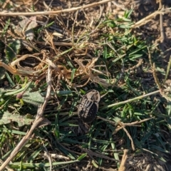 Helea ovata (Pie-dish beetle) at Eastern Hill Reserve - 15 Dec 2023 by Darcy