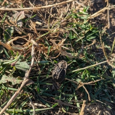 Helea ovata (Pie-dish beetle) at Albury - 15 Dec 2023 by Darcy