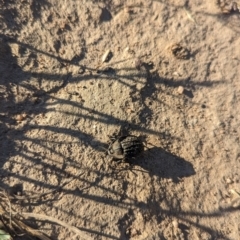 Helea ovata at Eastern Hill Reserve - 15 Dec 2023 06:28 PM