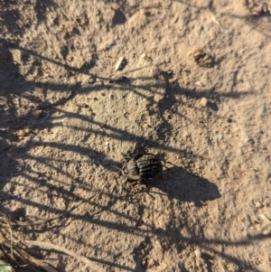 Helea ovata at Eastern Hill Reserve - 15 Dec 2023