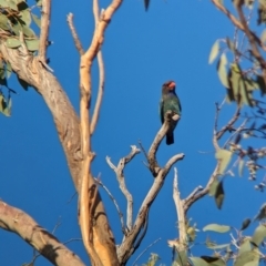 Eurystomus orientalis (Dollarbird) at Albury - 15 Dec 2023 by Darcy