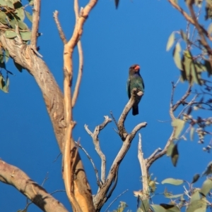 Eurystomus orientalis at Eastern Hill Reserve - 15 Dec 2023