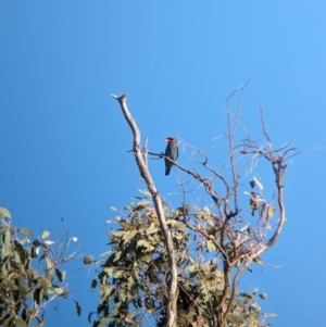 Eurystomus orientalis at Eastern Hill Reserve - 15 Dec 2023