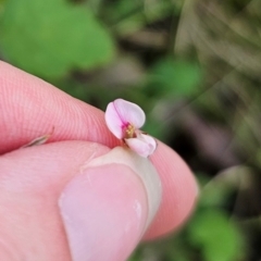 Pullenia gunnii (A Tick-Trefoil) at Monga National Park - 15 Dec 2023 by Csteele4