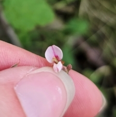 Pullenia gunnii at Monga National Park - 15 Dec 2023 05:10 PM