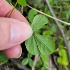 Pullenia gunnii at Monga National Park - 15 Dec 2023