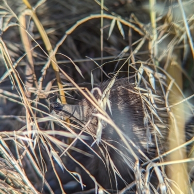 Tachyglossus aculeatus (Short-beaked Echidna) at Albury - 15 Dec 2023 by Darcy