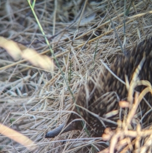 Tachyglossus aculeatus at Eastern Hill Reserve - 15 Dec 2023 06:46 PM