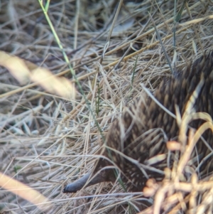 Tachyglossus aculeatus at Eastern Hill Reserve - 15 Dec 2023