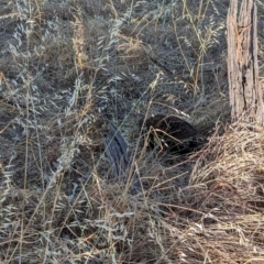 Tachyglossus aculeatus at Eastern Hill Reserve - 15 Dec 2023 06:46 PM