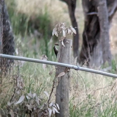 Cormobates leucophaea (White-throated Treecreeper) at Eastern Hill Reserve - 15 Dec 2023 by Darcy