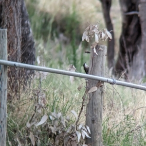 Cormobates leucophaea at Eastern Hill Reserve - 15 Dec 2023