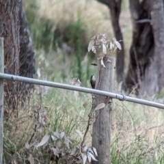 Cormobates leucophaea at Eastern Hill Reserve - 15 Dec 2023 06:51 PM
