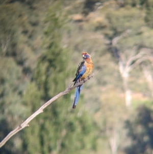 Platycercus elegans flaveolus at Eastern Hill Reserve - 15 Dec 2023