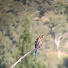 Platycercus elegans flaveolus at Eastern Hill Reserve - 15 Dec 2023 06:53 PM