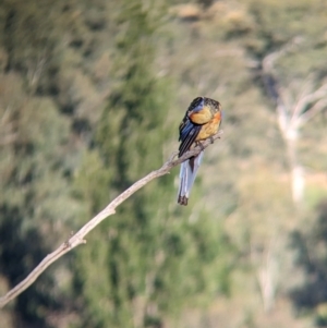 Platycercus elegans flaveolus at Eastern Hill Reserve - 15 Dec 2023 06:53 PM