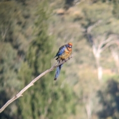 Platycercus elegans flaveolus at Eastern Hill Reserve - 15 Dec 2023