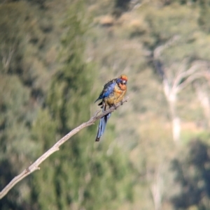 Platycercus elegans flaveolus at Eastern Hill Reserve - 15 Dec 2023 06:53 PM