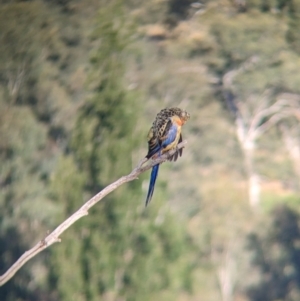 Platycercus elegans flaveolus at Eastern Hill Reserve - 15 Dec 2023