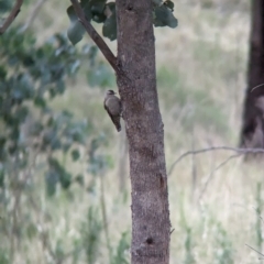 Climacteris picumnus victoriae (Brown Treecreeper) at Eastern Hill Reserve - 15 Dec 2023 by Darcy